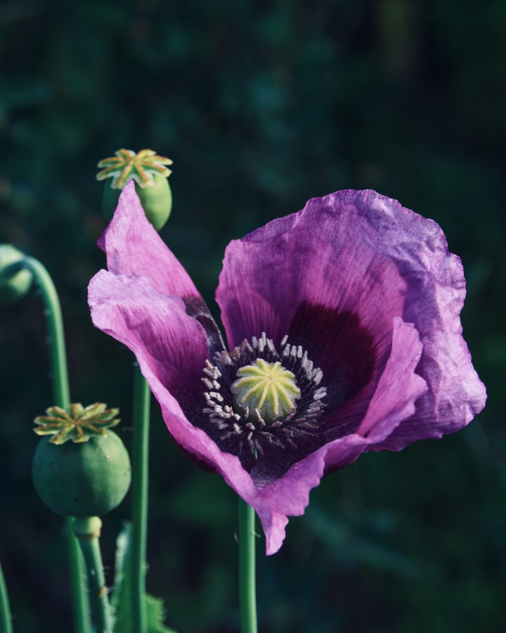 Did you know this about corn poppies?