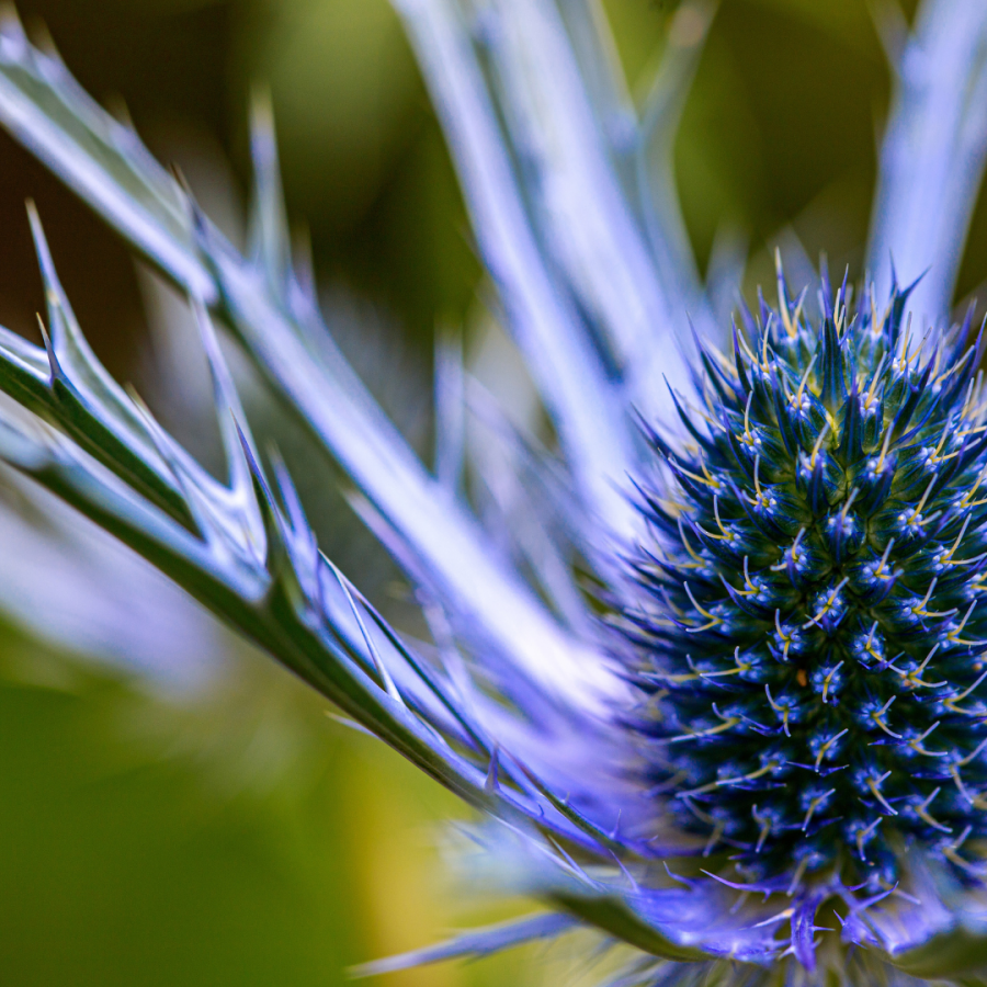 Bitter can show a large variety!