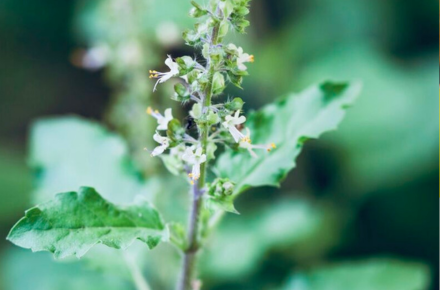 Indian basil with that certain something