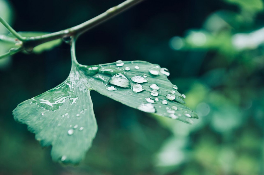 The symbol of a long life.