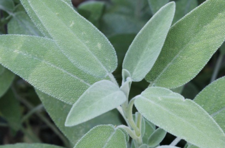 An underrated all-round talent