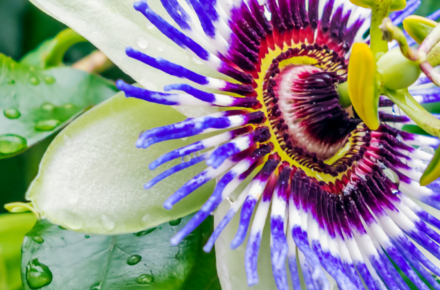 Gr&uuml;n und &uuml;berraschend