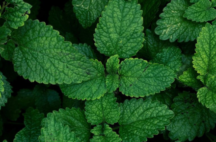 In new (old) freshness