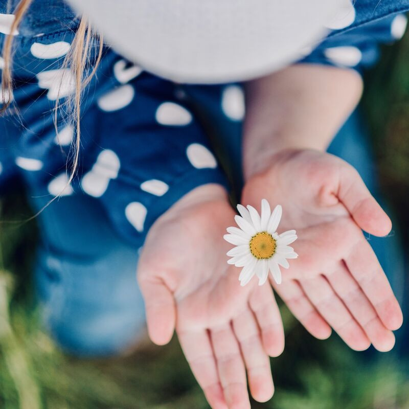 Camomile - A rediscovered classic?