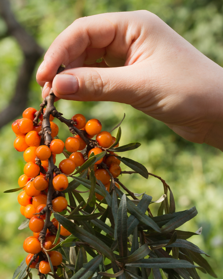 Sustainable and tasty!