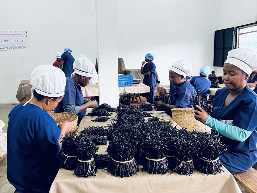 Quiz question: How long does it take to harvest a vanilla bean?