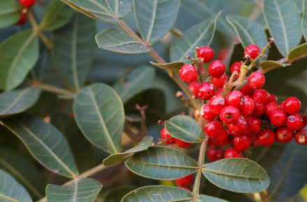 Unusual pepper with wow factor