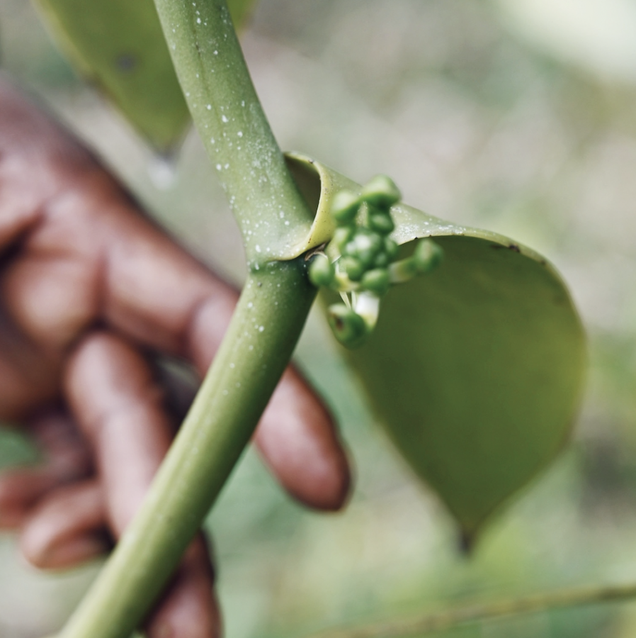 Would you like a gin break? 2023 is the year of the eggnog!