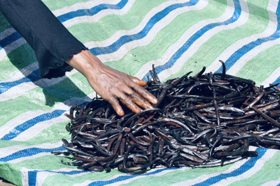 Vanilla harvest in Madagascar