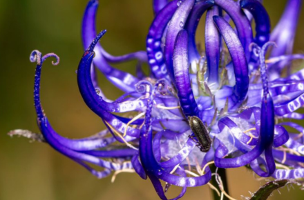 Less sweet, more character